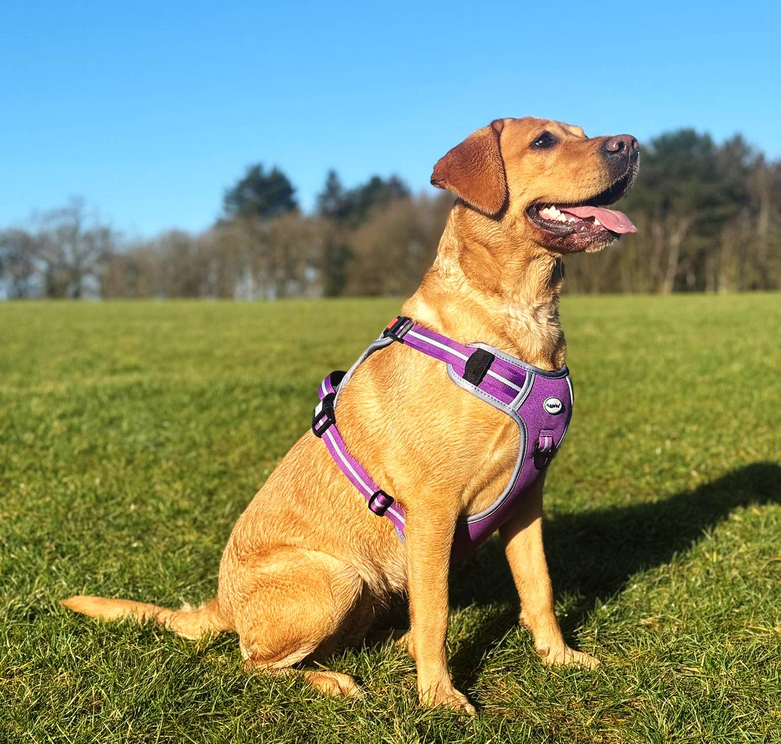HugglePets Activity and Travel Dog Harness