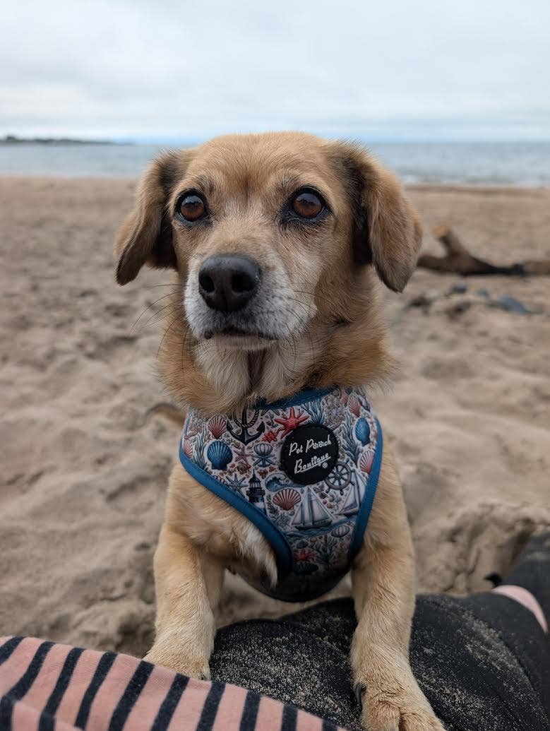 Shipwrecked Nautical Puppy Dog Harness