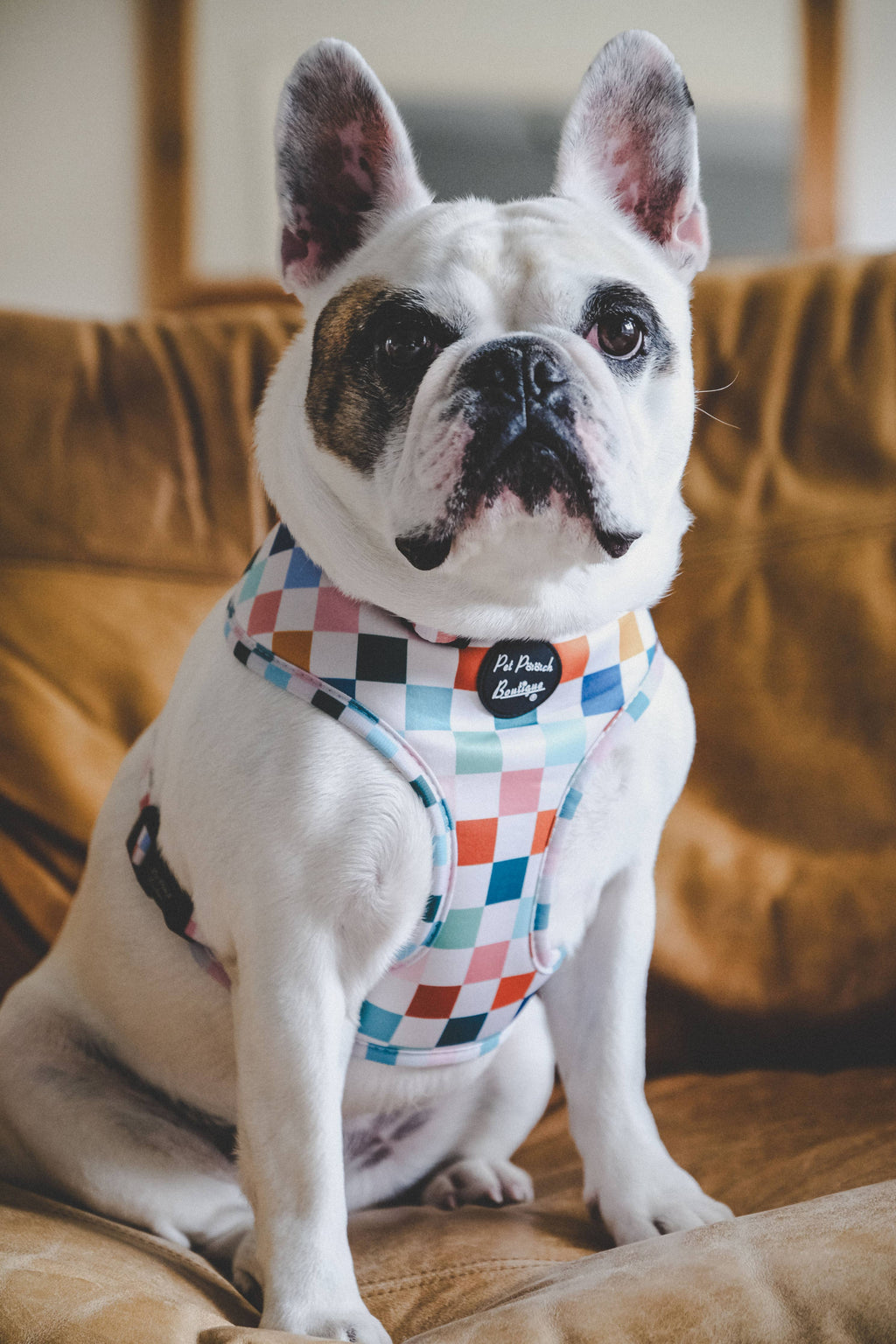 Chunky Check Puppy Dog Harness