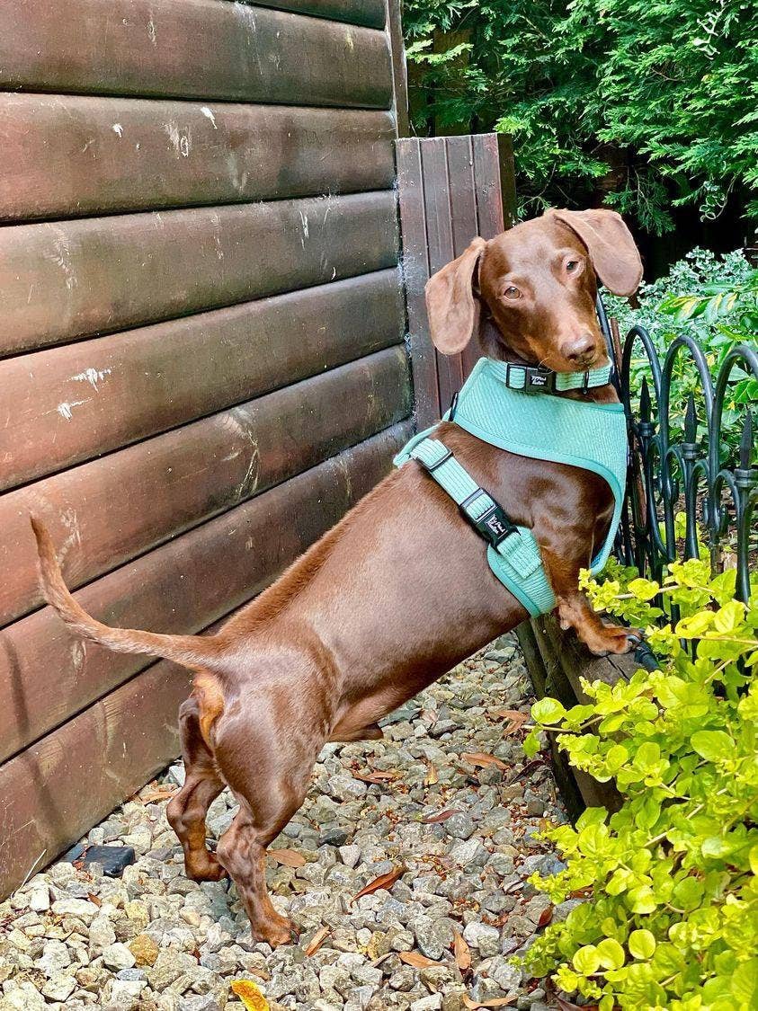 Sage Green Cord Puppy Harness