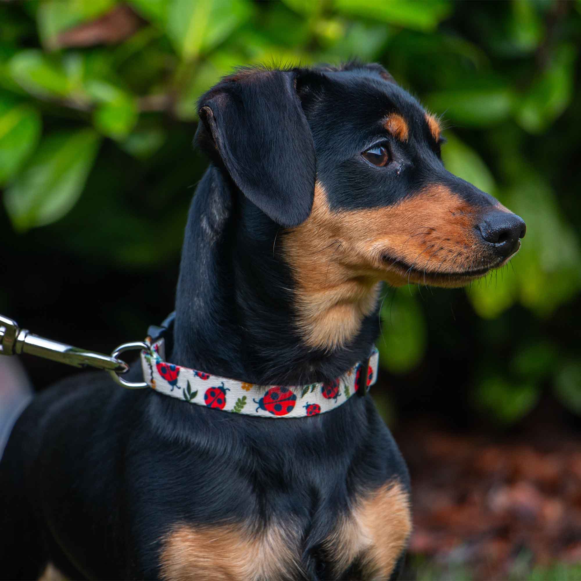 Soho Ladybird Dog Collar With Recycled Webbing