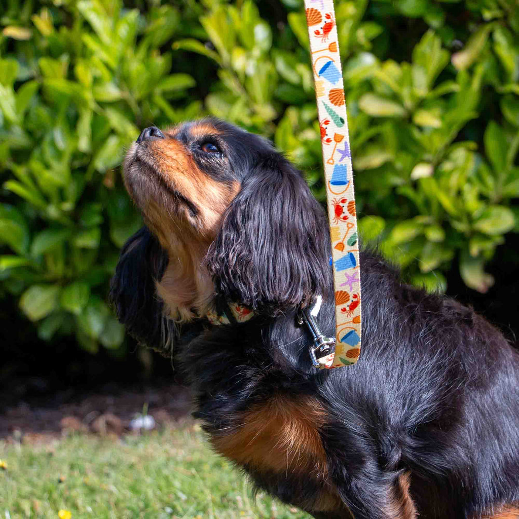 Soho Bucket & Spade Pattern Dog Collar
