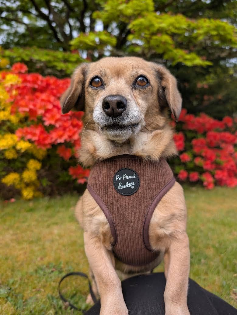 Coffee Bean Cord Puppy Dog Harness
