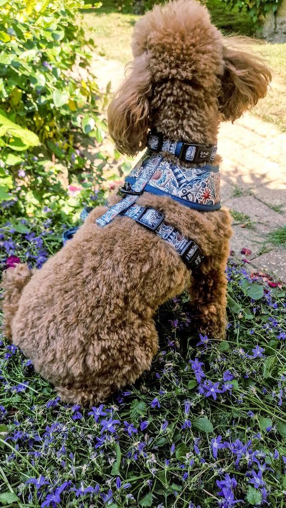 Shipwrecked Nautical Puppy Dog Harness