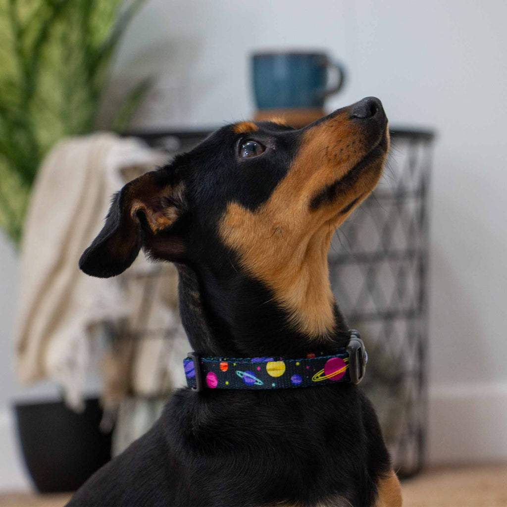 Soho Cosmic Dog Collar With Recycled Webbing