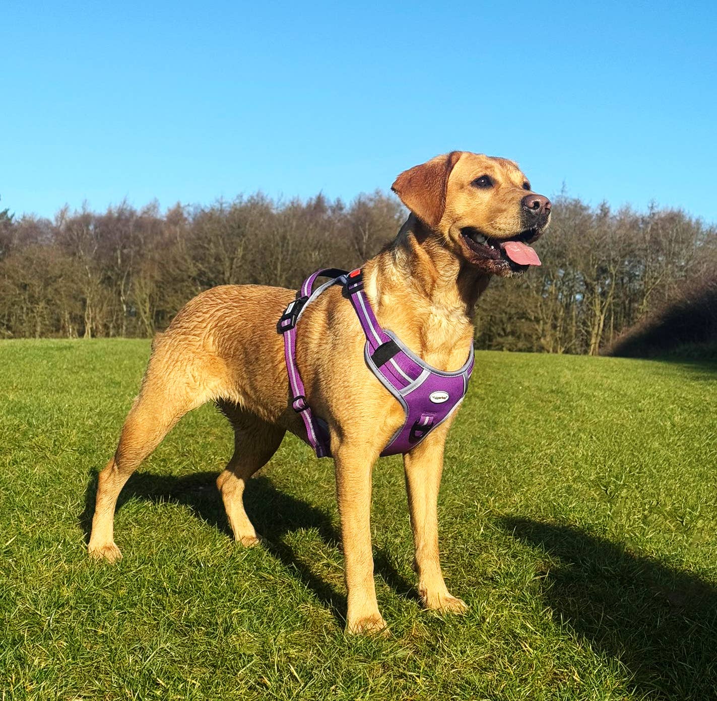 HugglePets Activity and Travel Dog Harness