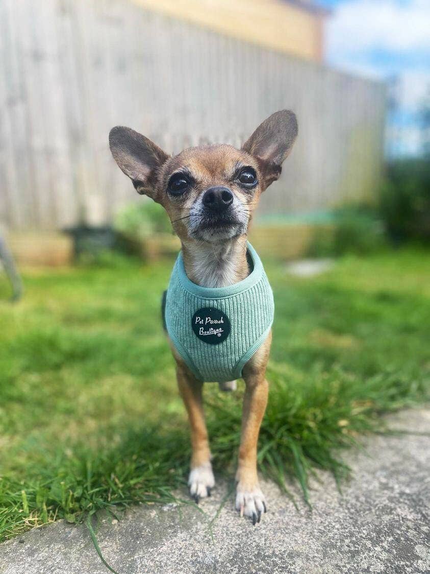 Sage Green Cord Puppy Harness