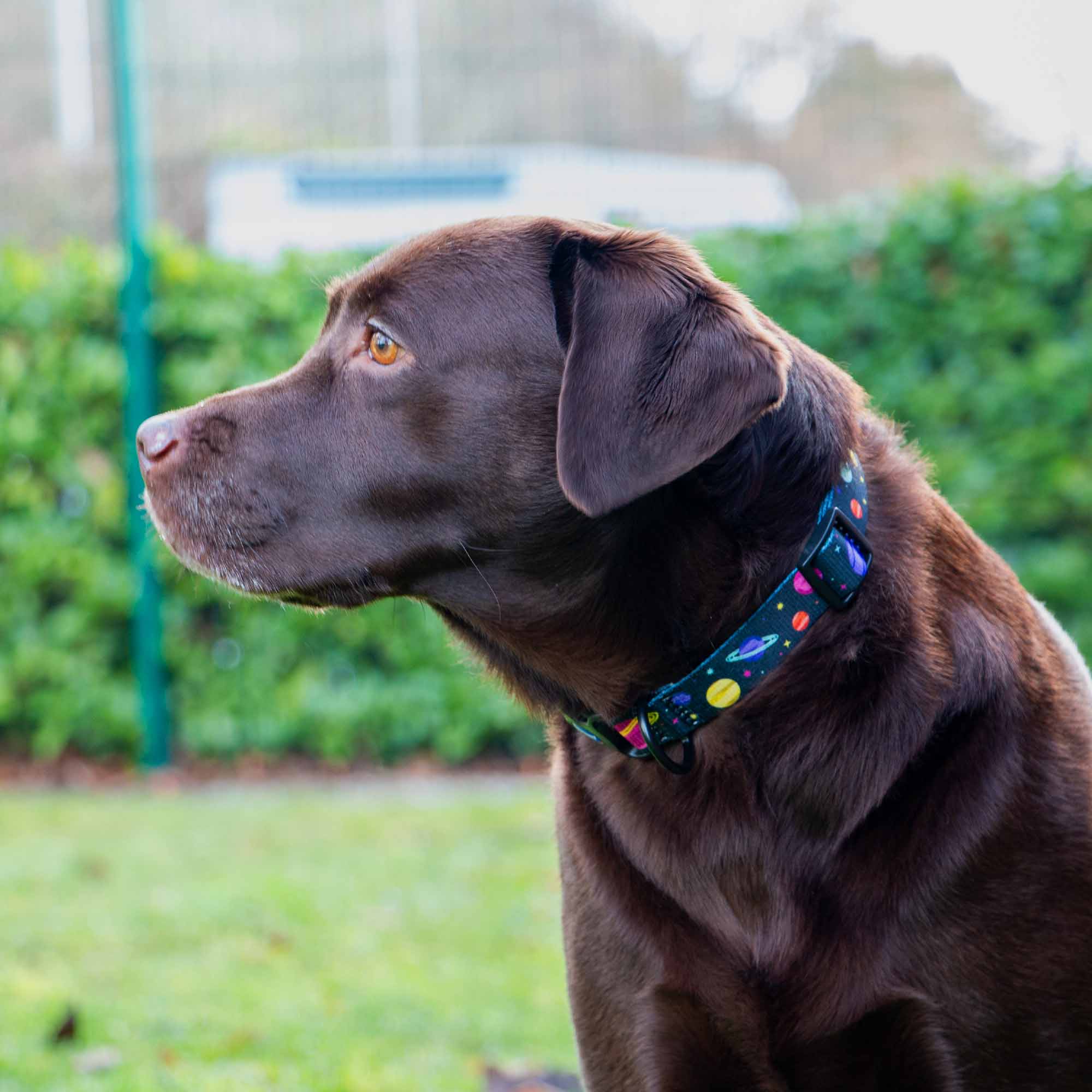 Soho Cosmic Dog Collar With Recycled Webbing