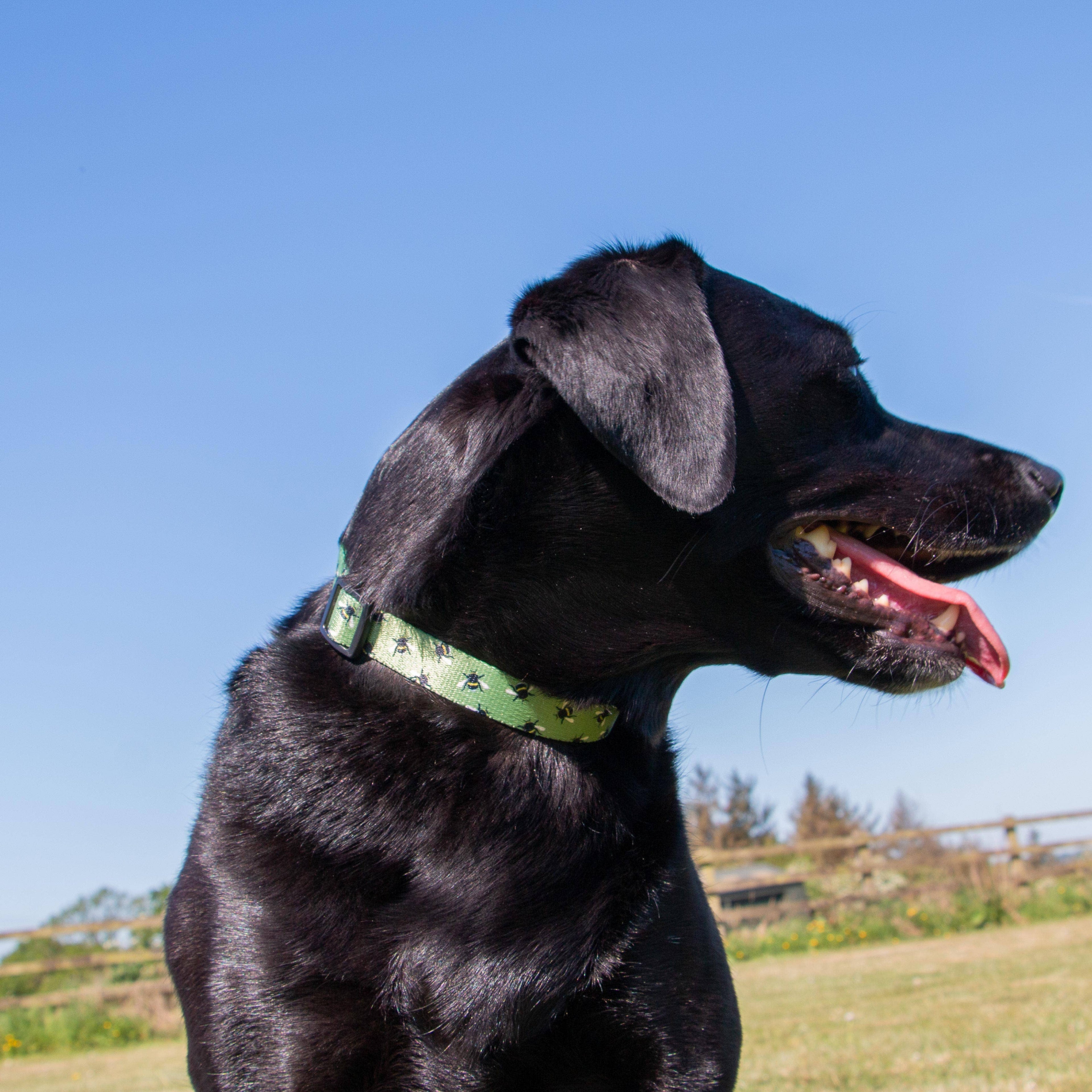 Bee Patterned Dog Collar With Recycled Webbing
