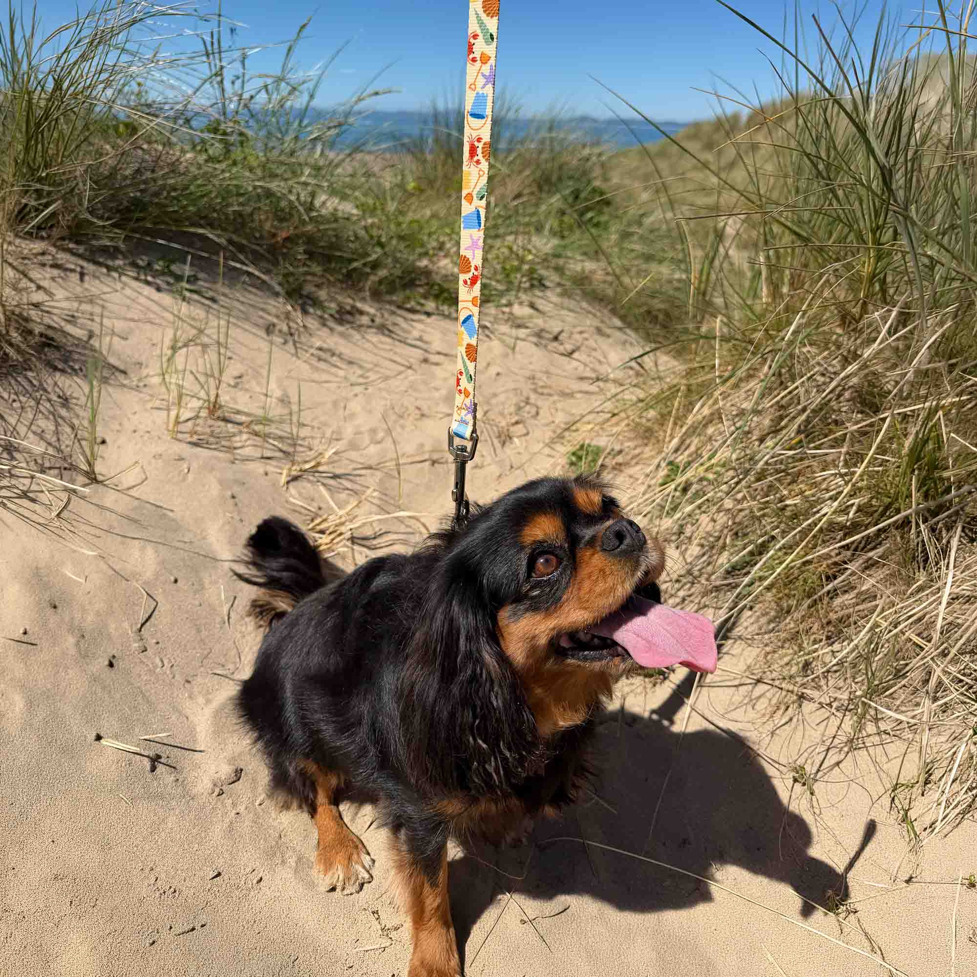 Soho Bucket & Spade Pattern Dog Collar