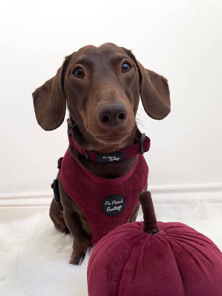 Burgundy Red Cord Puppy Dog Harness