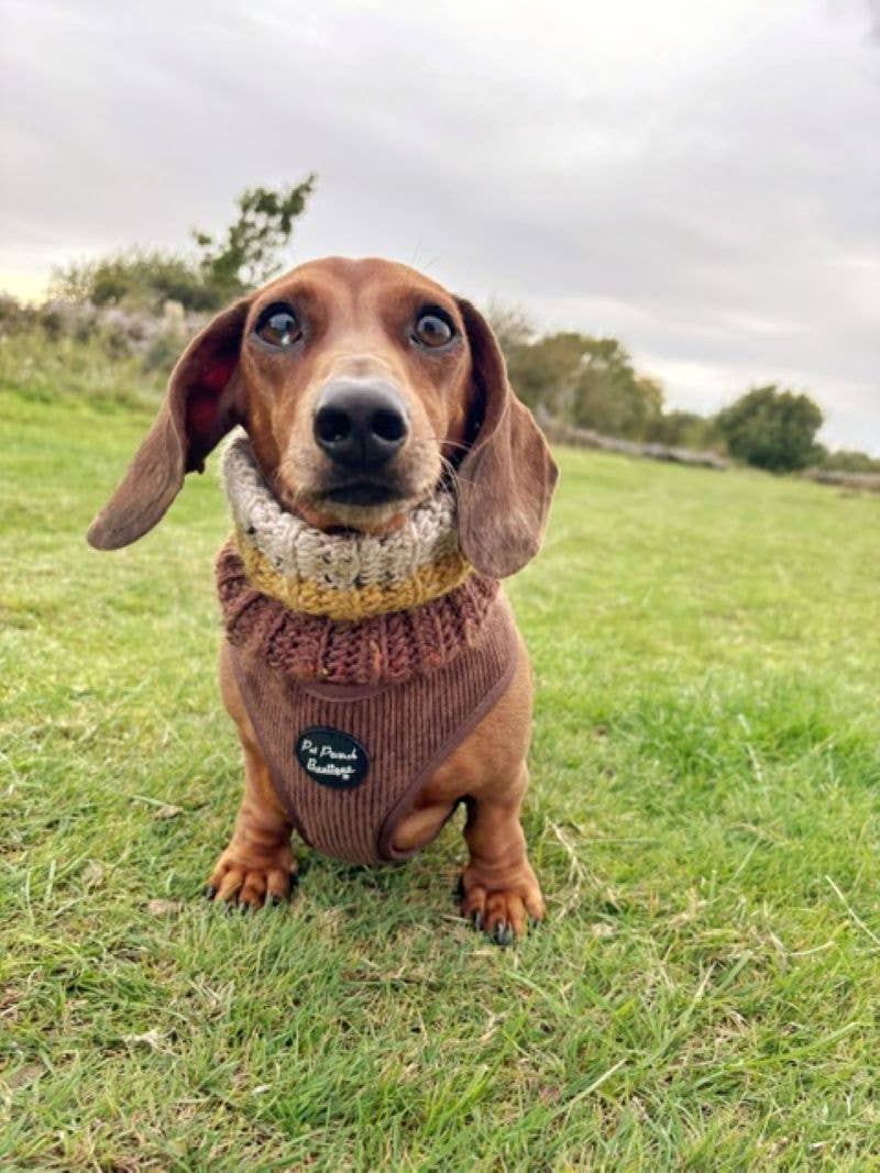 Coffee Bean Cord Puppy Dog Harness