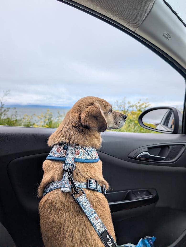 Shipwrecked Nautical Puppy Dog Harness