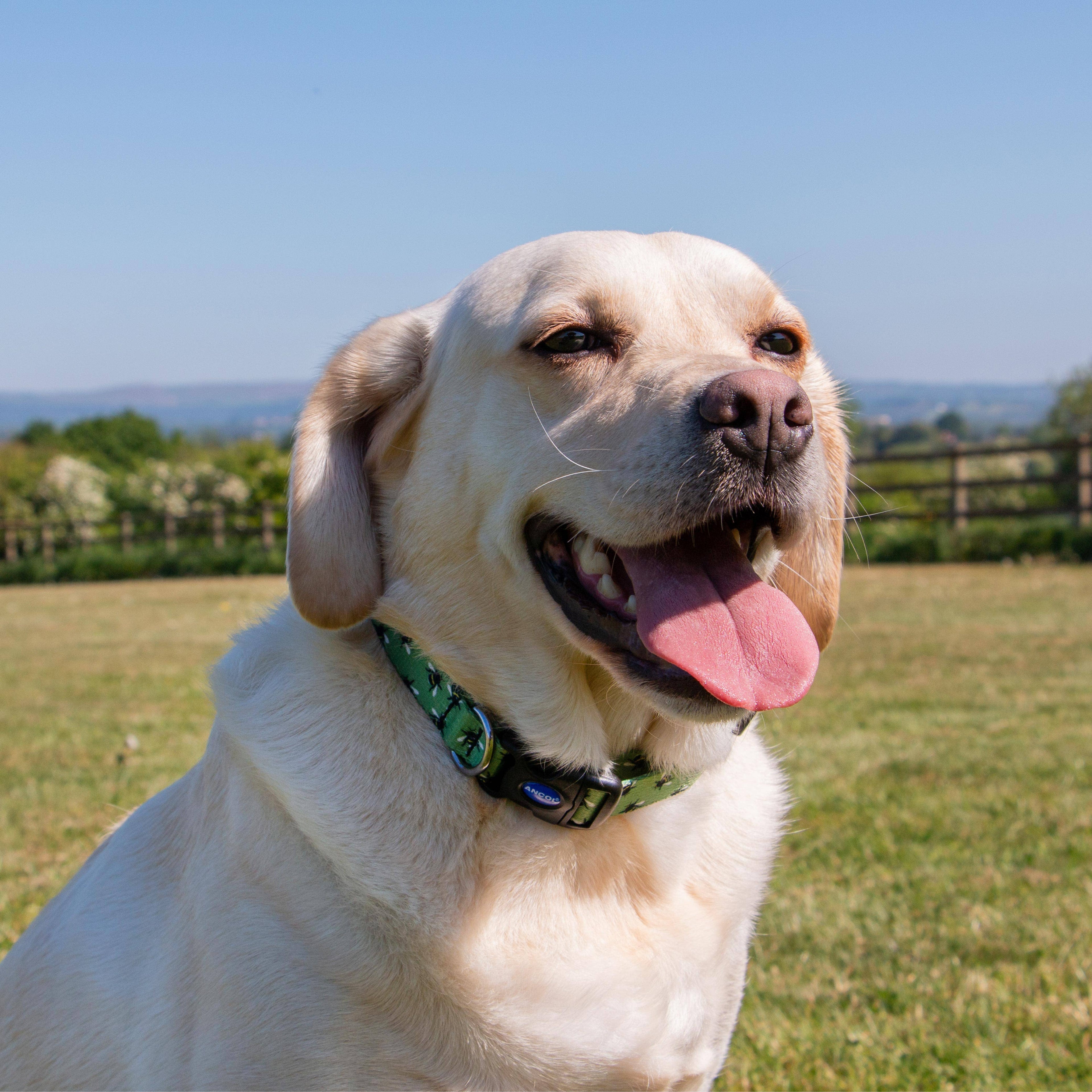 Bee Patterned Dog Collar With Recycled Webbing