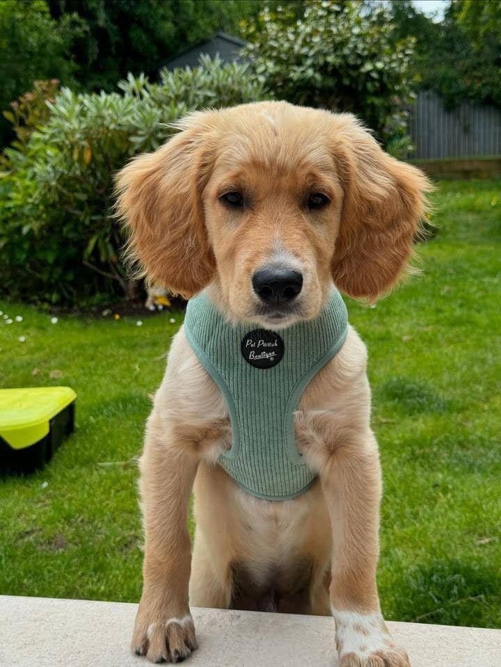 Sage Green Cord Puppy Harness