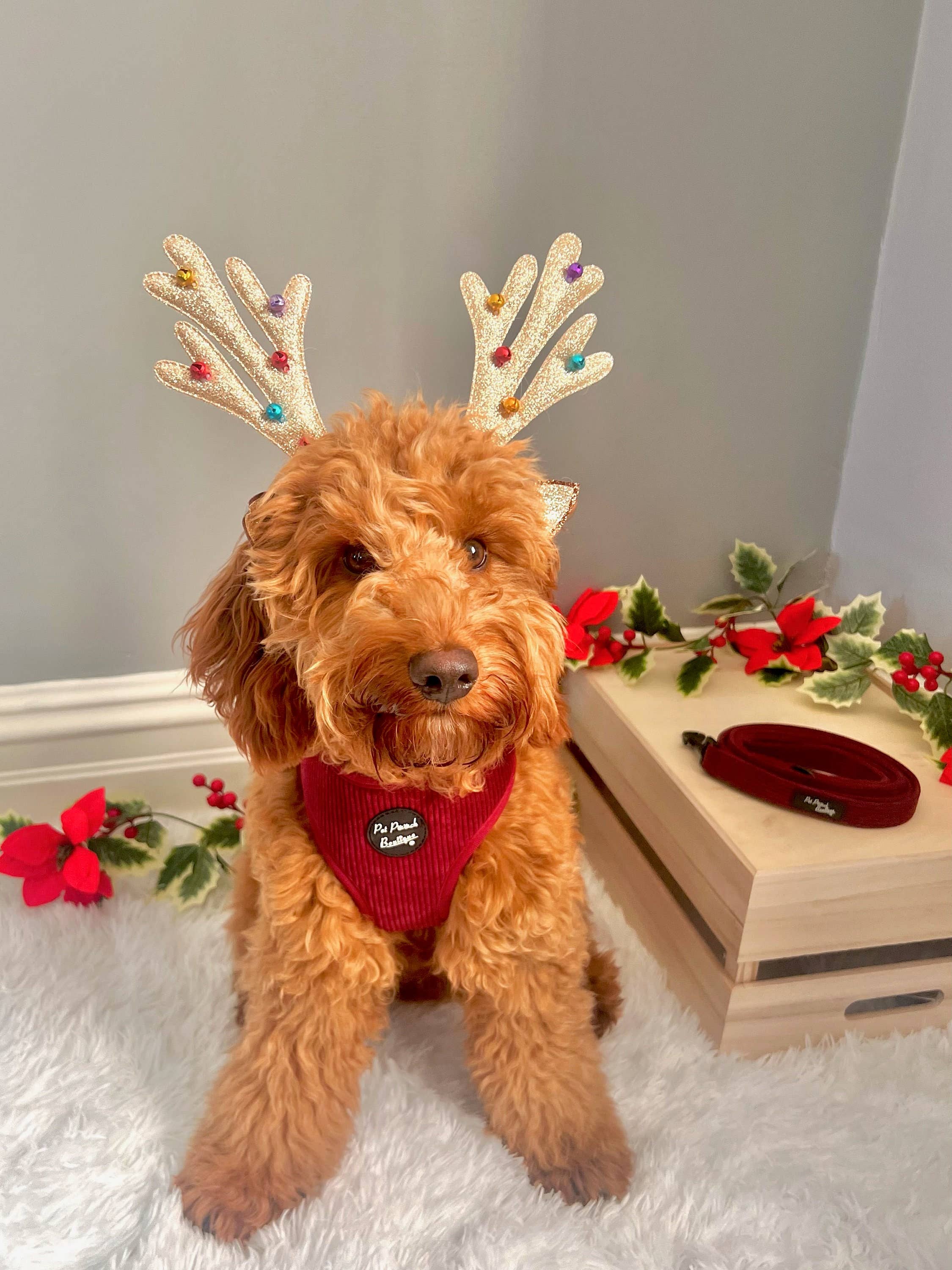 Burgundy Red Cord Puppy Dog Harness