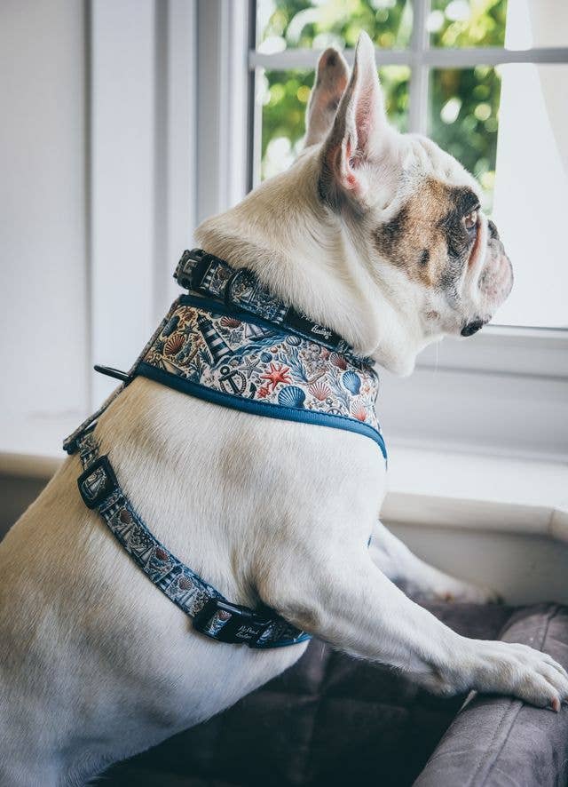 Shipwrecked Nautical Puppy Dog Harness