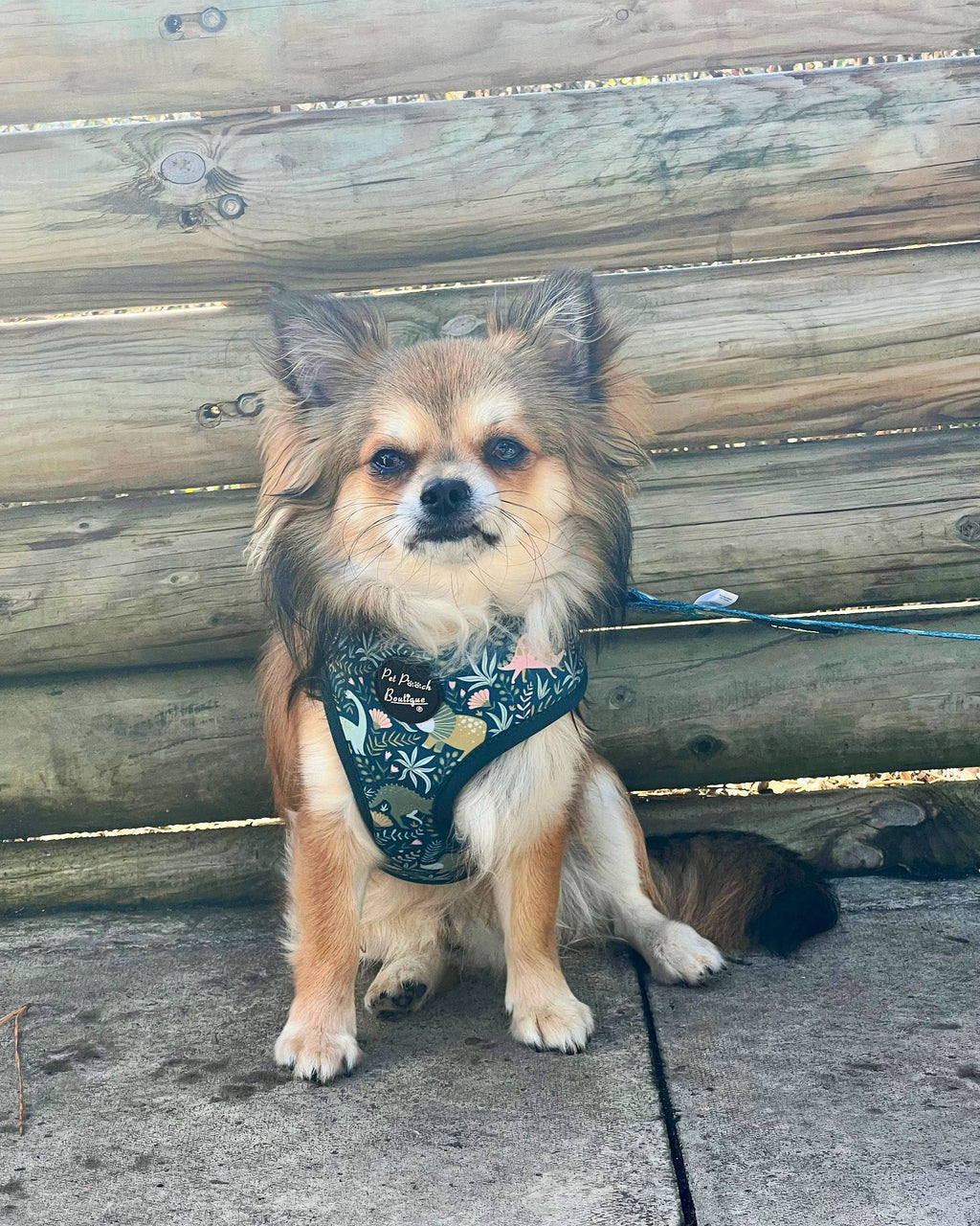 Dino Rawr Dinosaur Dog Puppy Harness