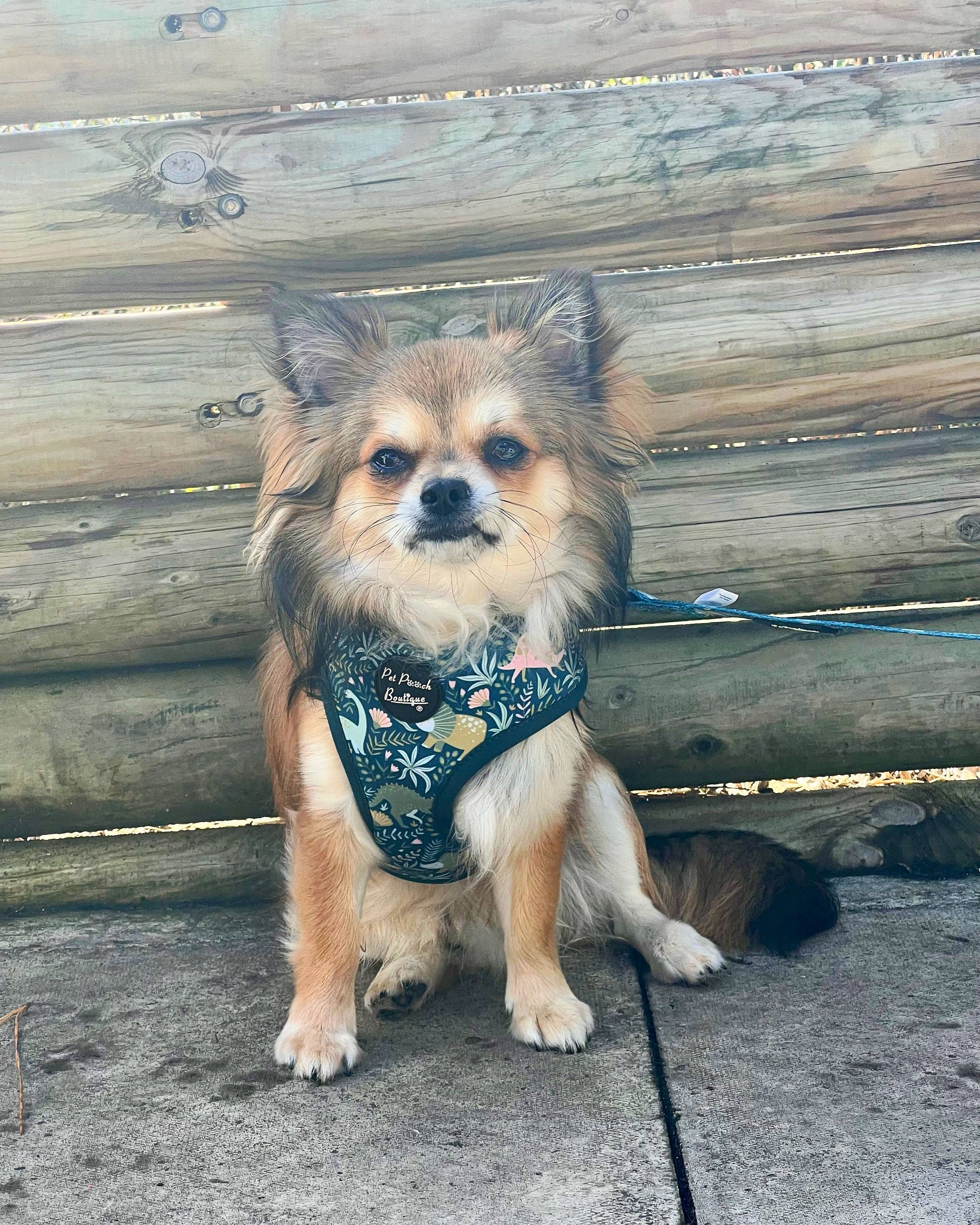 Dino Rawr Dinosaur Dog Puppy Harness