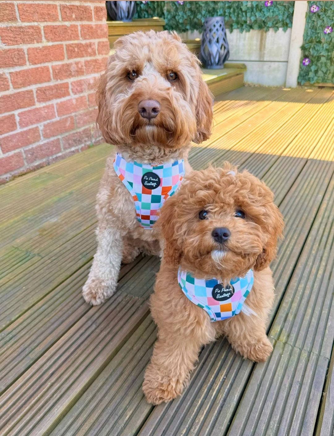 Chunky Check Puppy Dog Harness