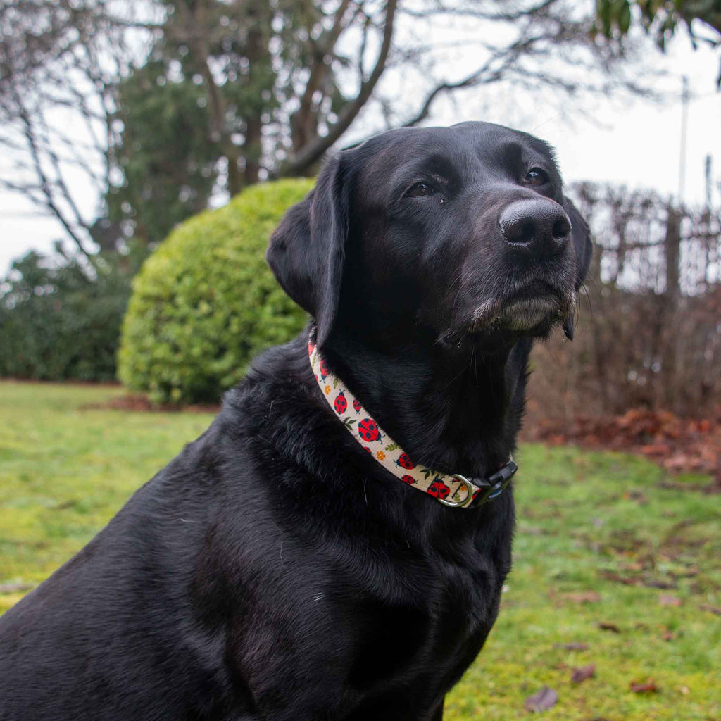 Soho Ladybird Dog Collar With Recycled Webbing