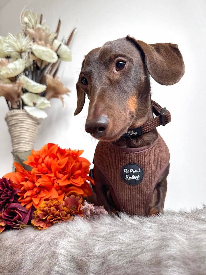 Coffee Bean Cord Puppy Dog Harness