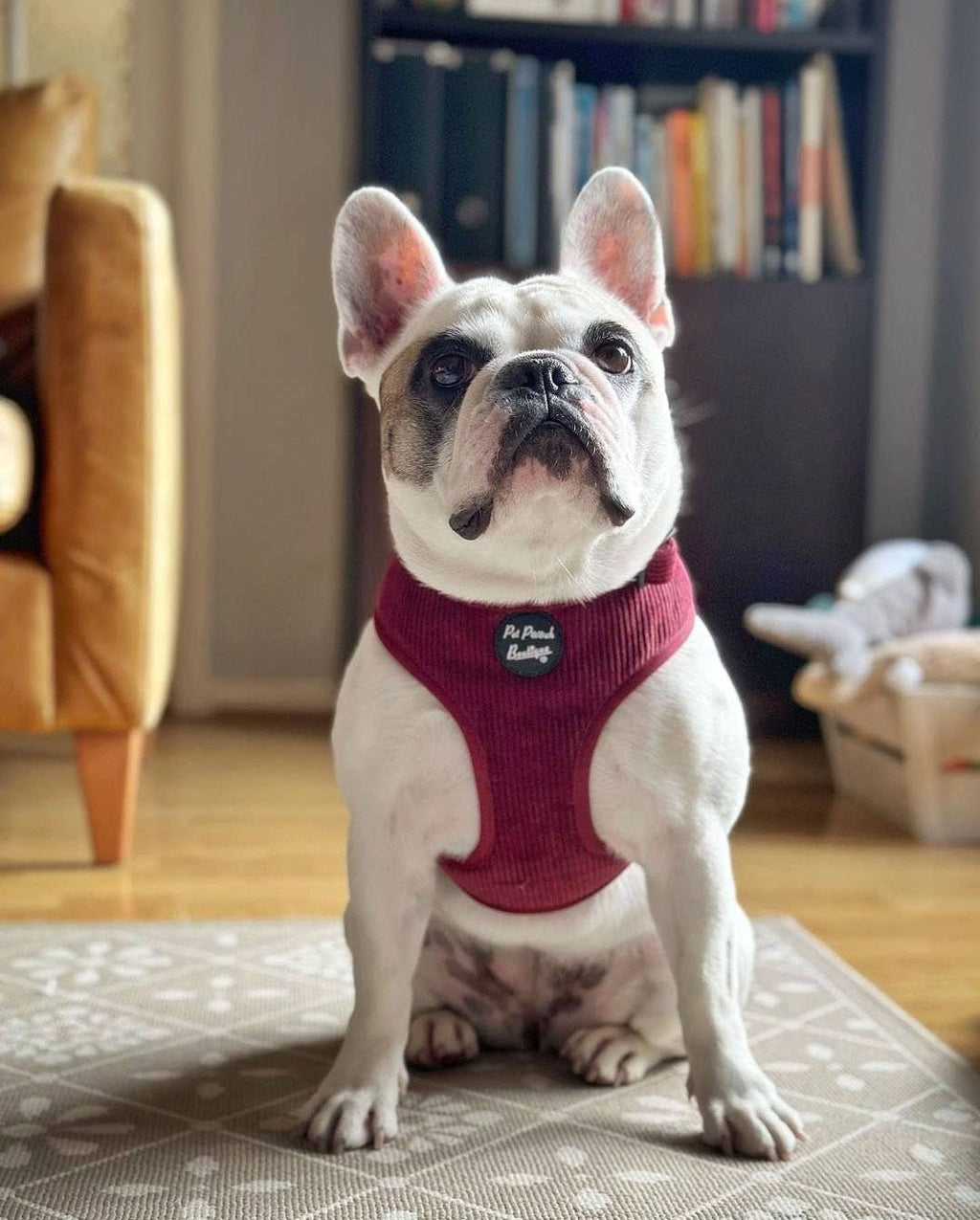 Burgundy Red Cord Puppy Dog Harness