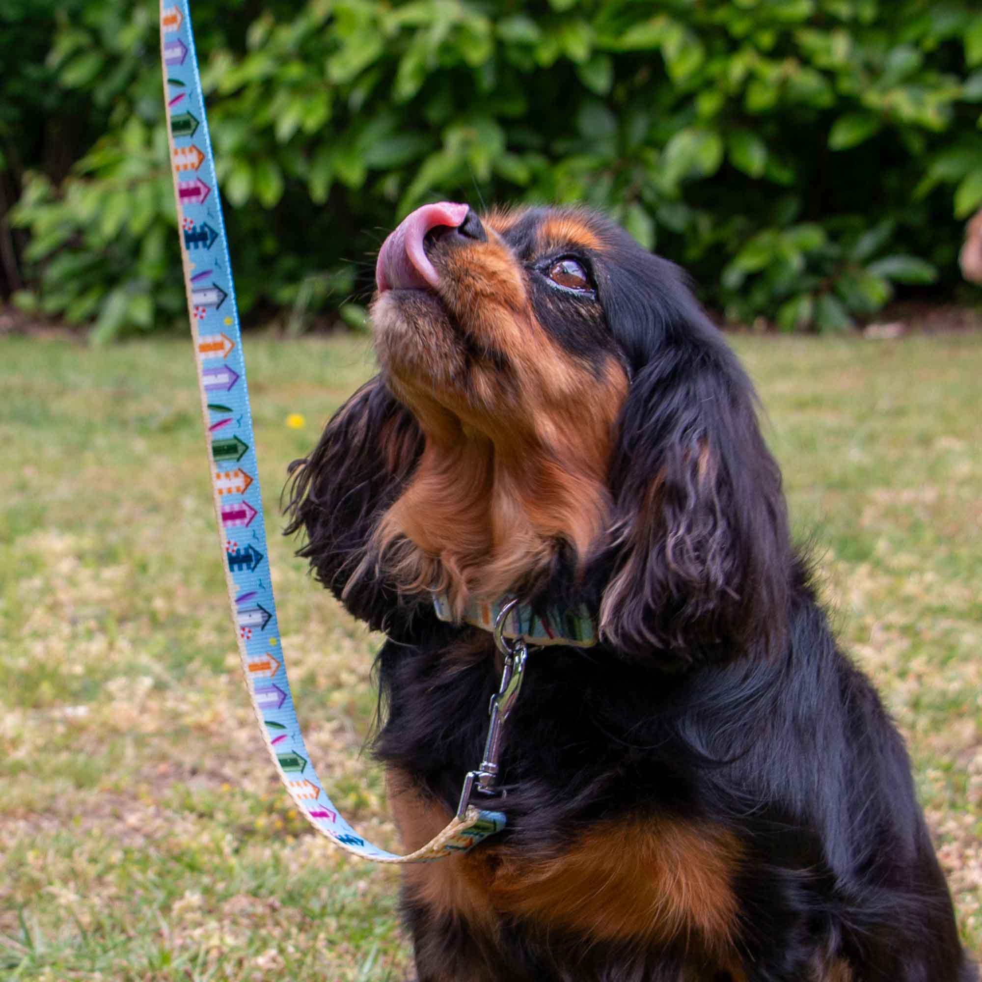 Soho Summer Beach Hut Pattern Dog Collar