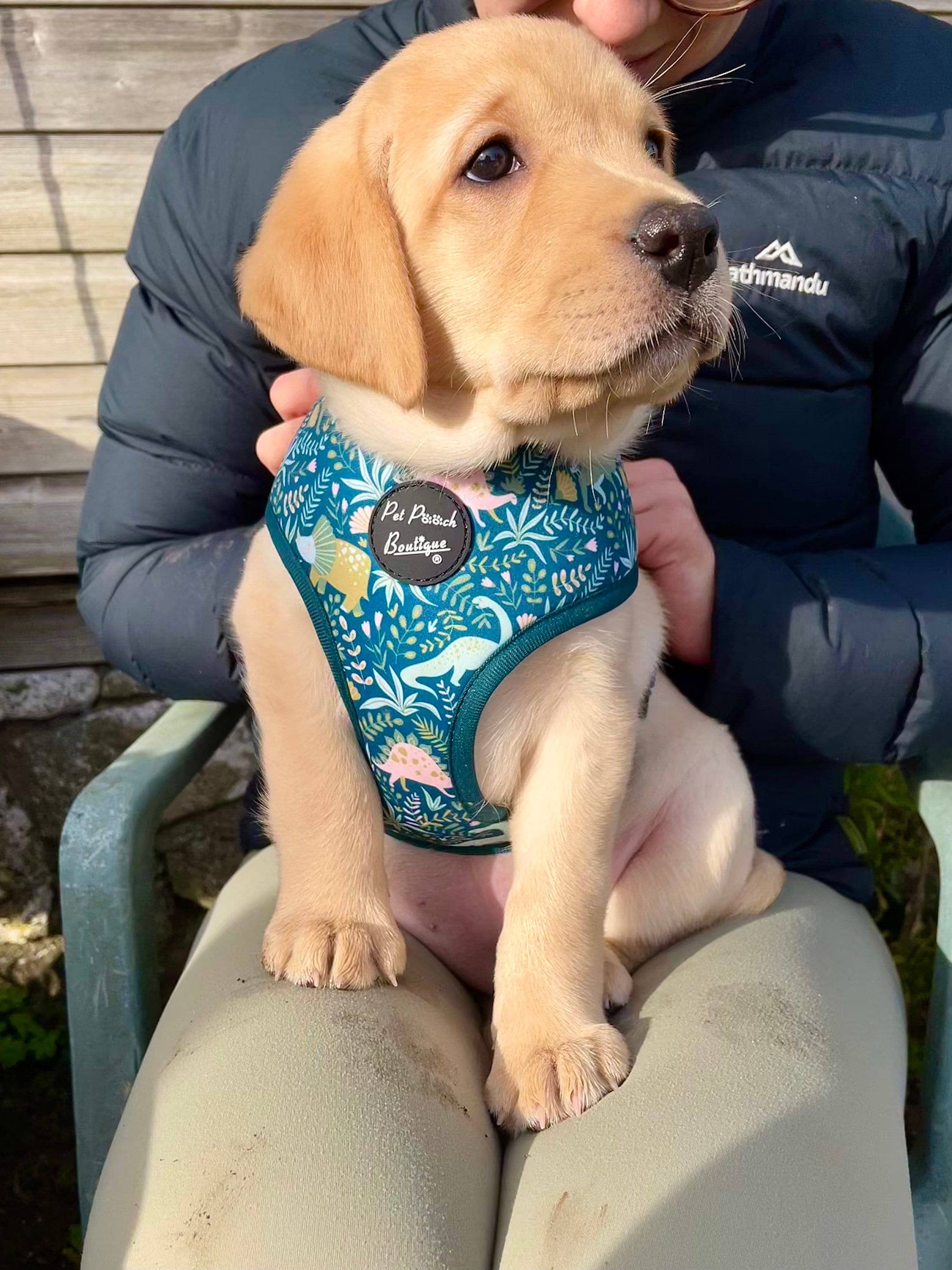 Dino Rawr Dinosaur Dog Puppy Harness