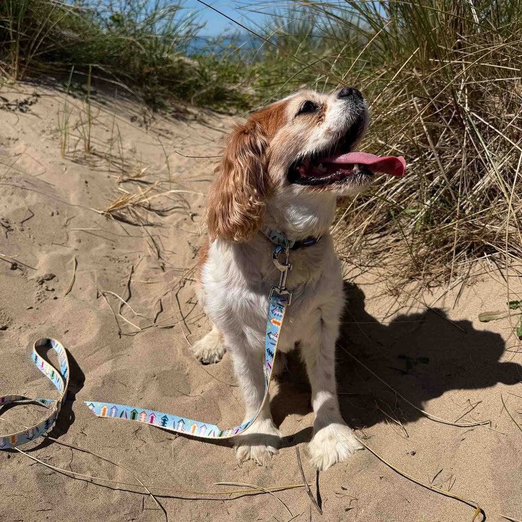 Soho Summer Beach Hut Pattern Dog Collar