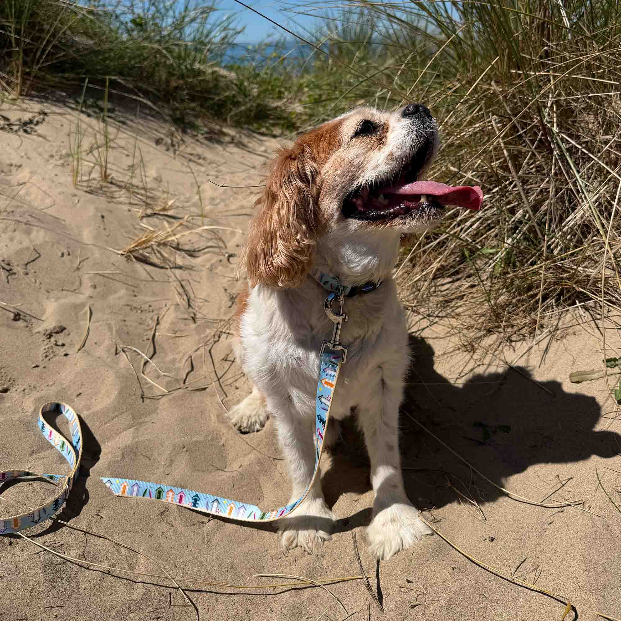 Soho Summer Beach Hut Pattern Dog Collar