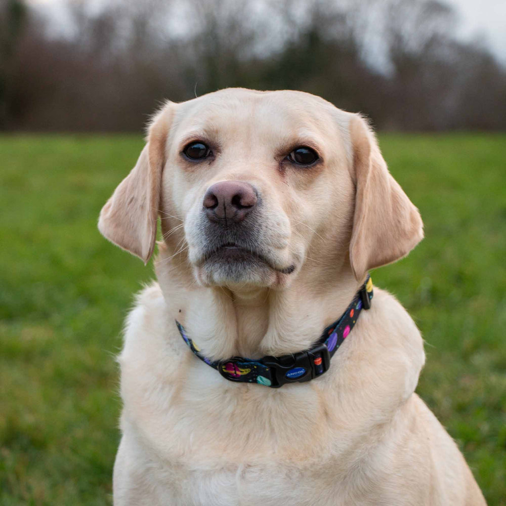 Soho Cosmic Dog Collar With Recycled Webbing