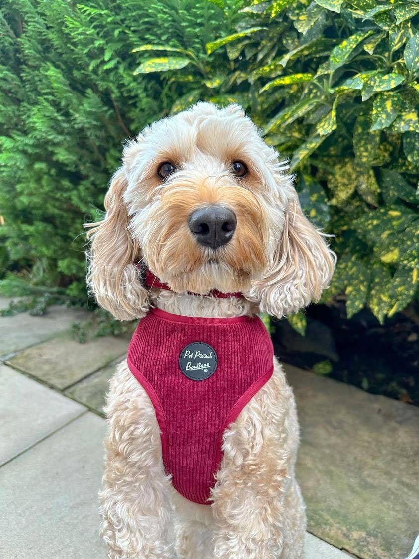 Burgundy Red Cord Puppy Dog Harness