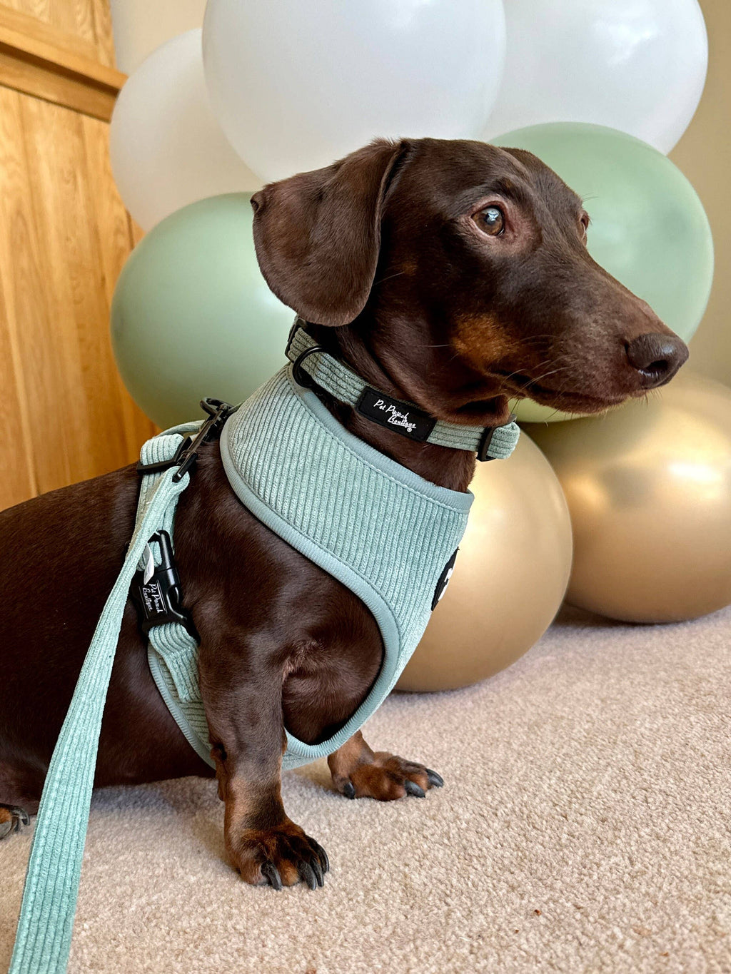 Sage Green Cord Puppy Harness