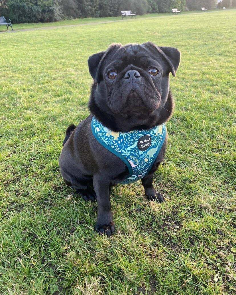 Dino Rawr Dinosaur Dog Puppy Harness