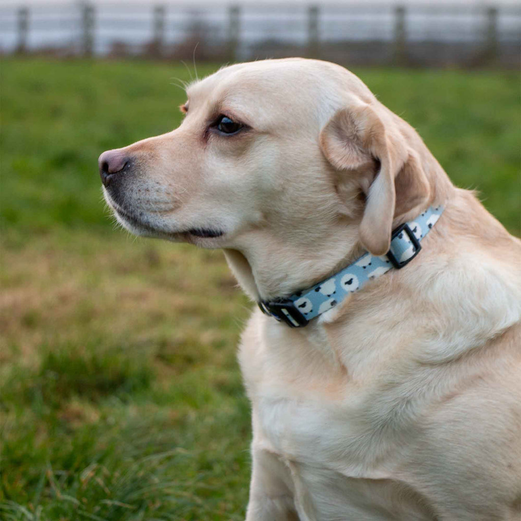 Soho Counting Sheep Dog Collar With Recycled Webbing