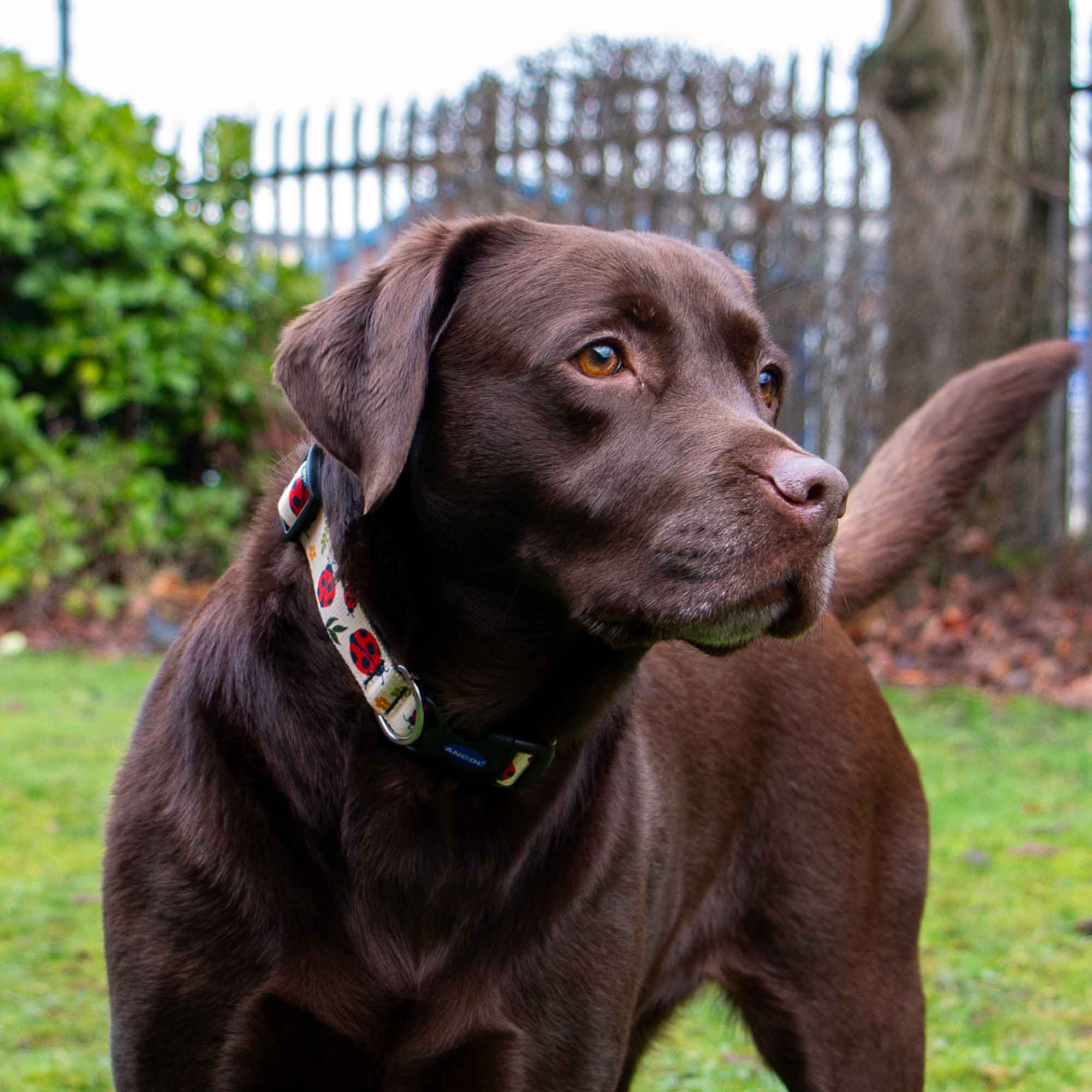 Soho Ladybird Dog Collar With Recycled Webbing
