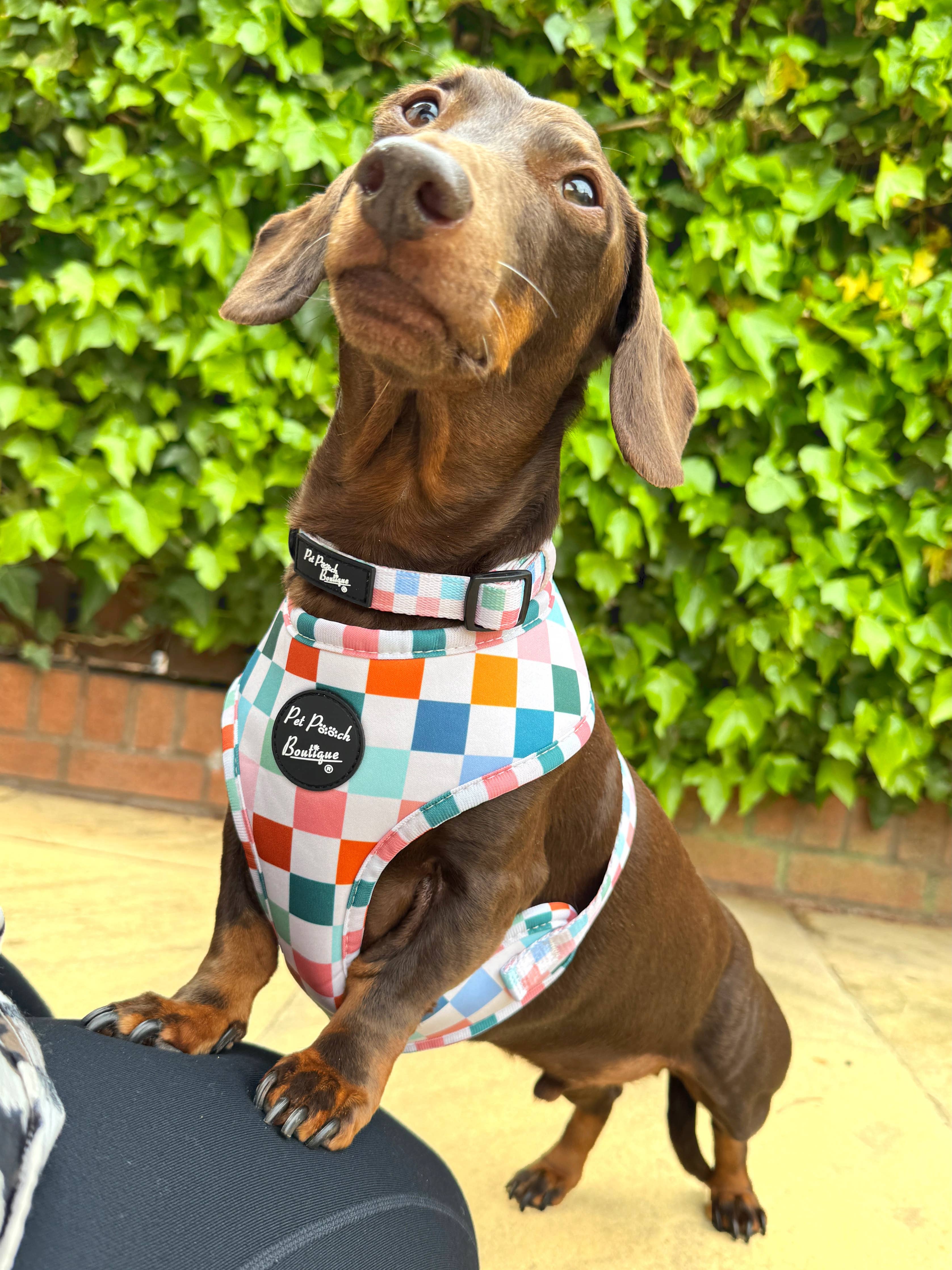 Chunky Check Puppy Dog Harness