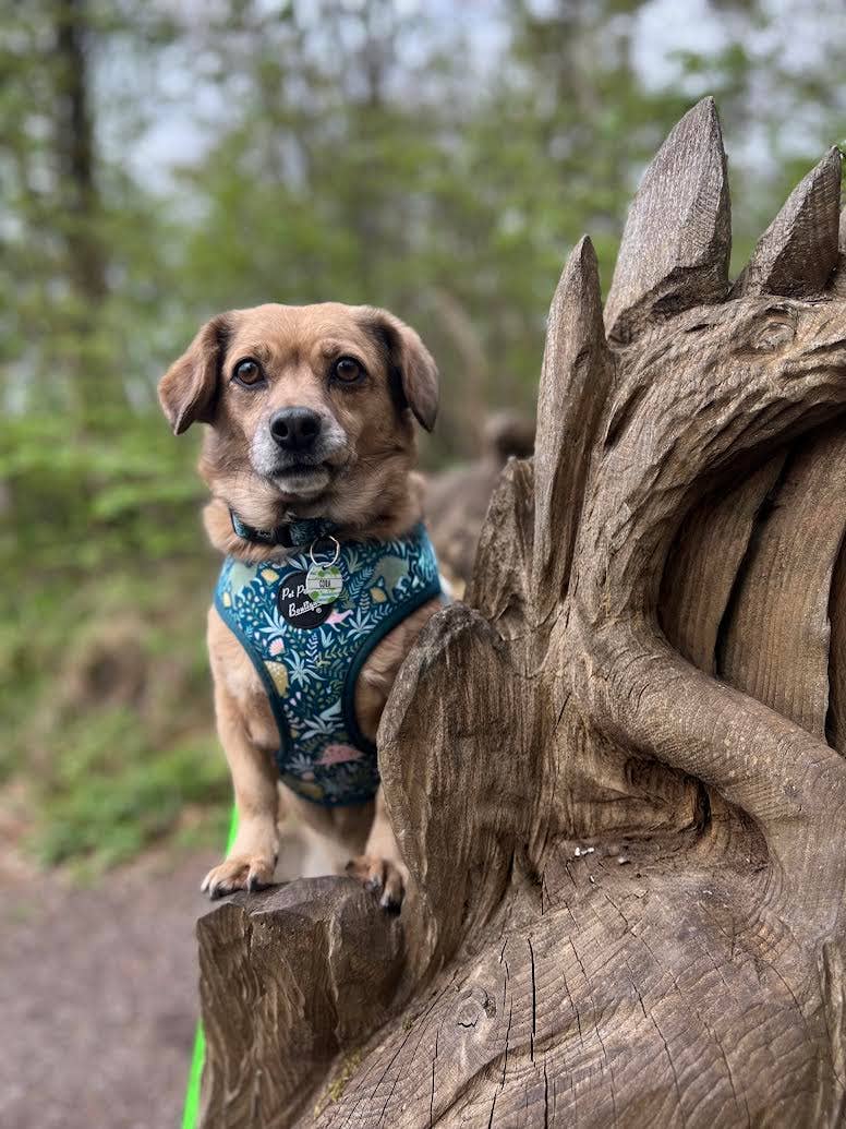 Dino Rawr Dinosaur Dog Puppy Harness
