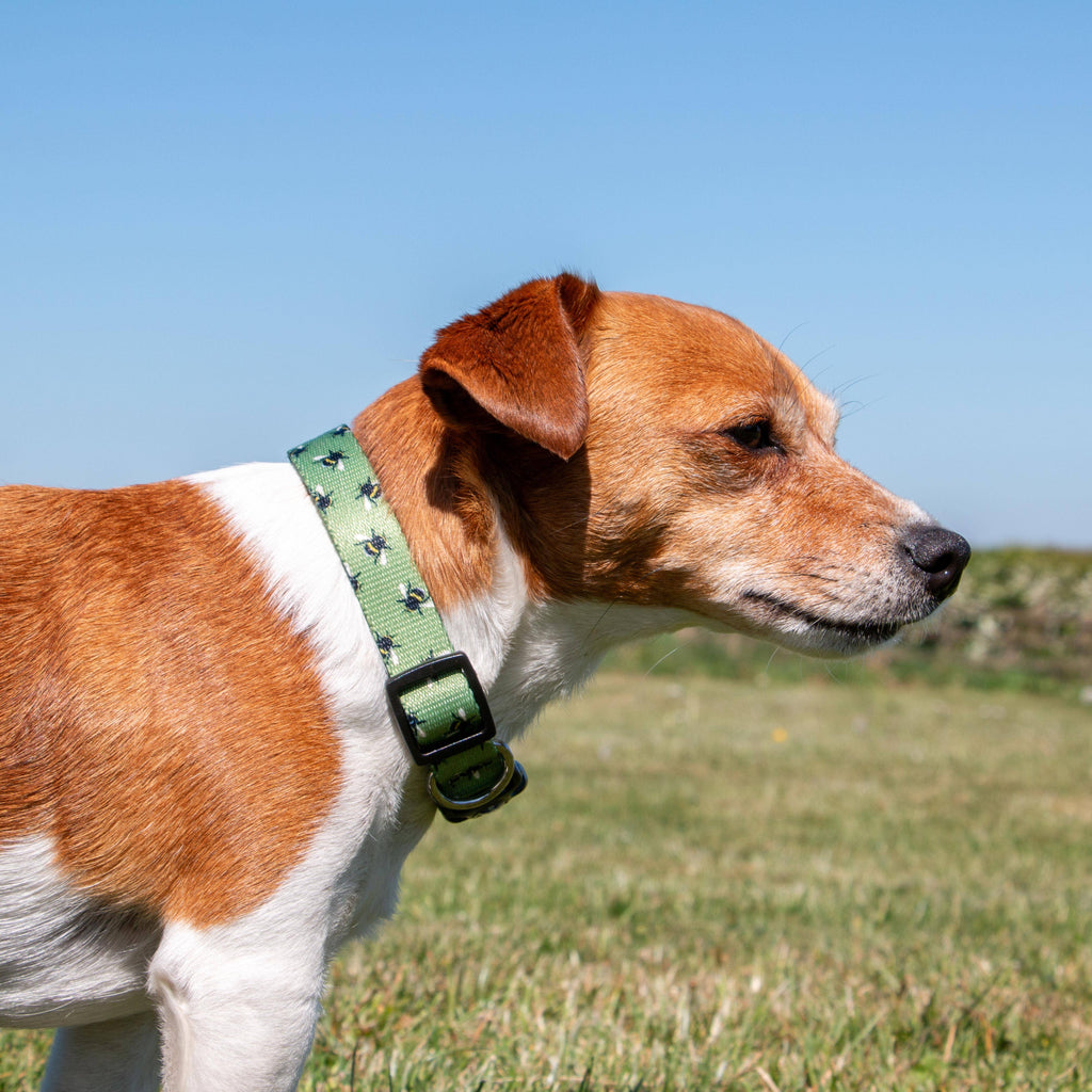 Bee Patterned Dog Collar With Recycled Webbing