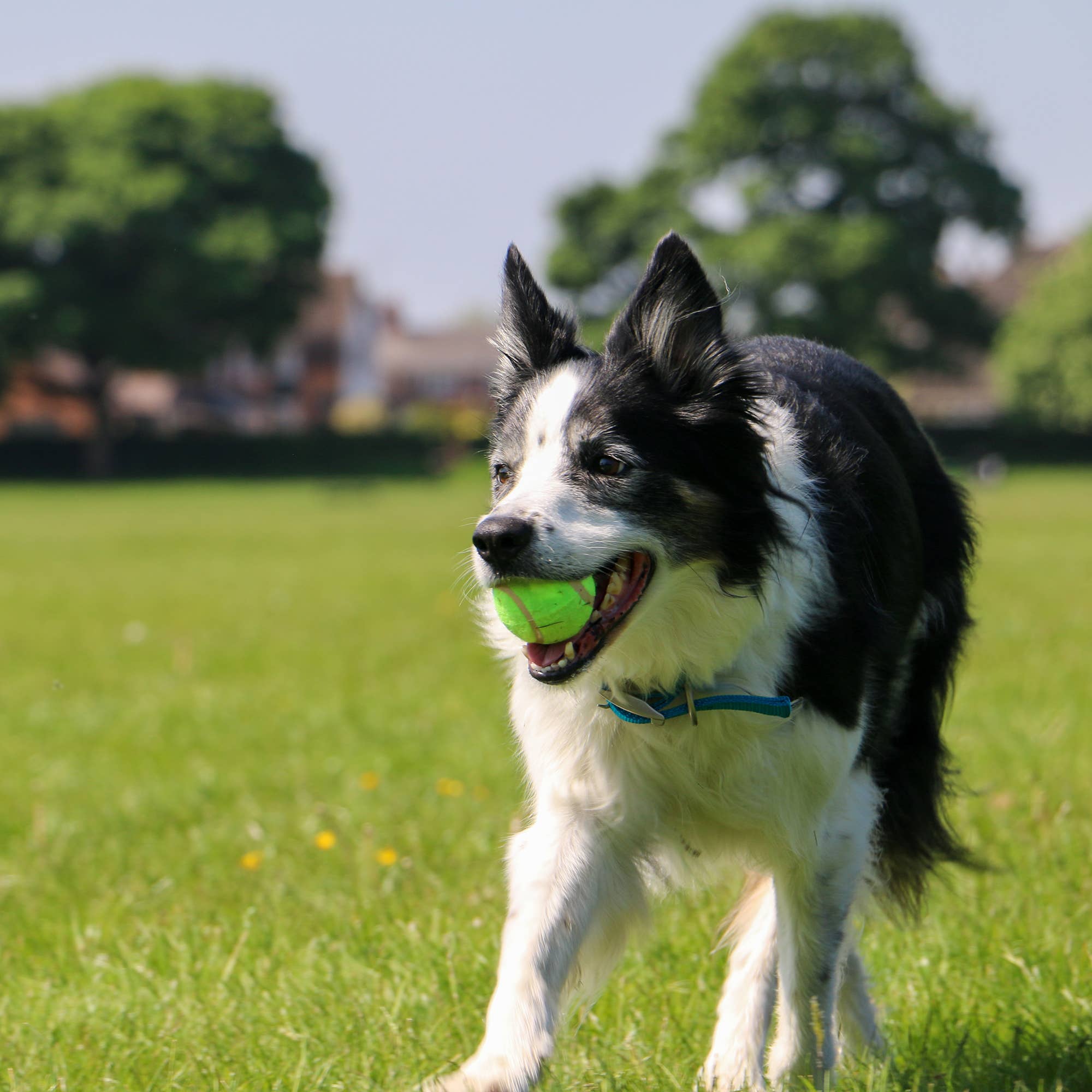 Play Time For Dogs- Chase Tennis Balls