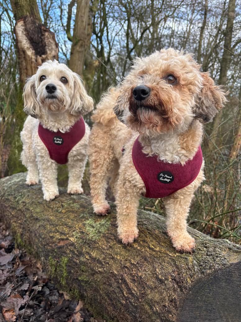 Burgundy Red Cord Puppy Dog Harness