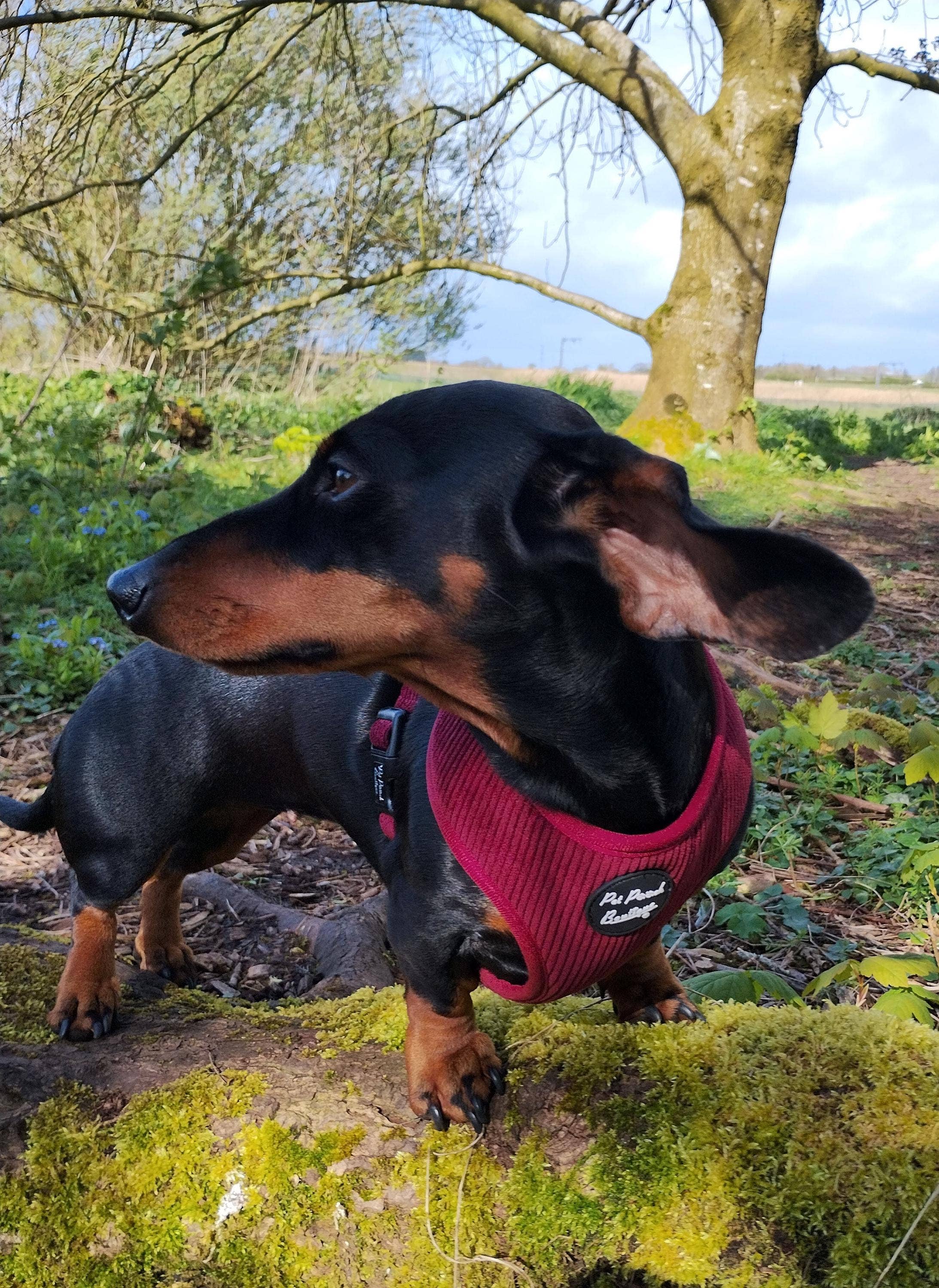 Burgundy Red Cord Puppy Dog Harness