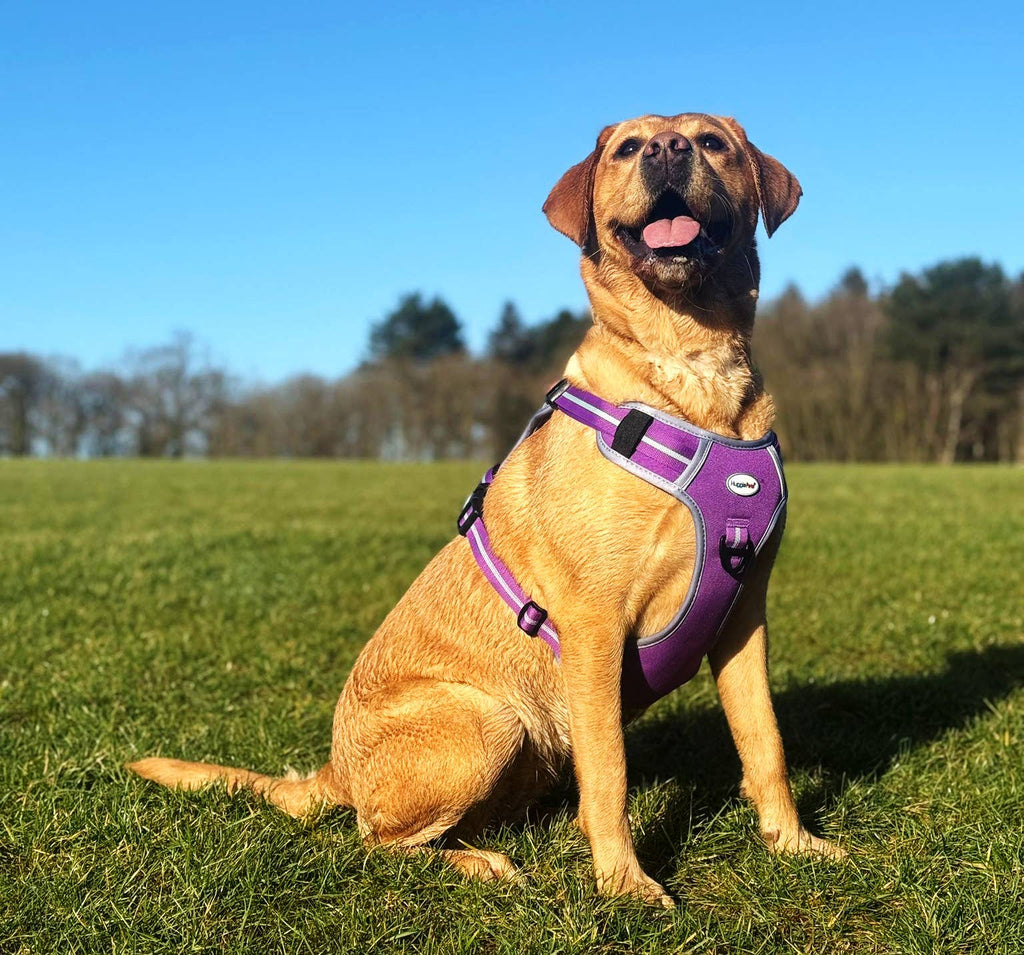 HugglePets Activity and Travel Dog Harness