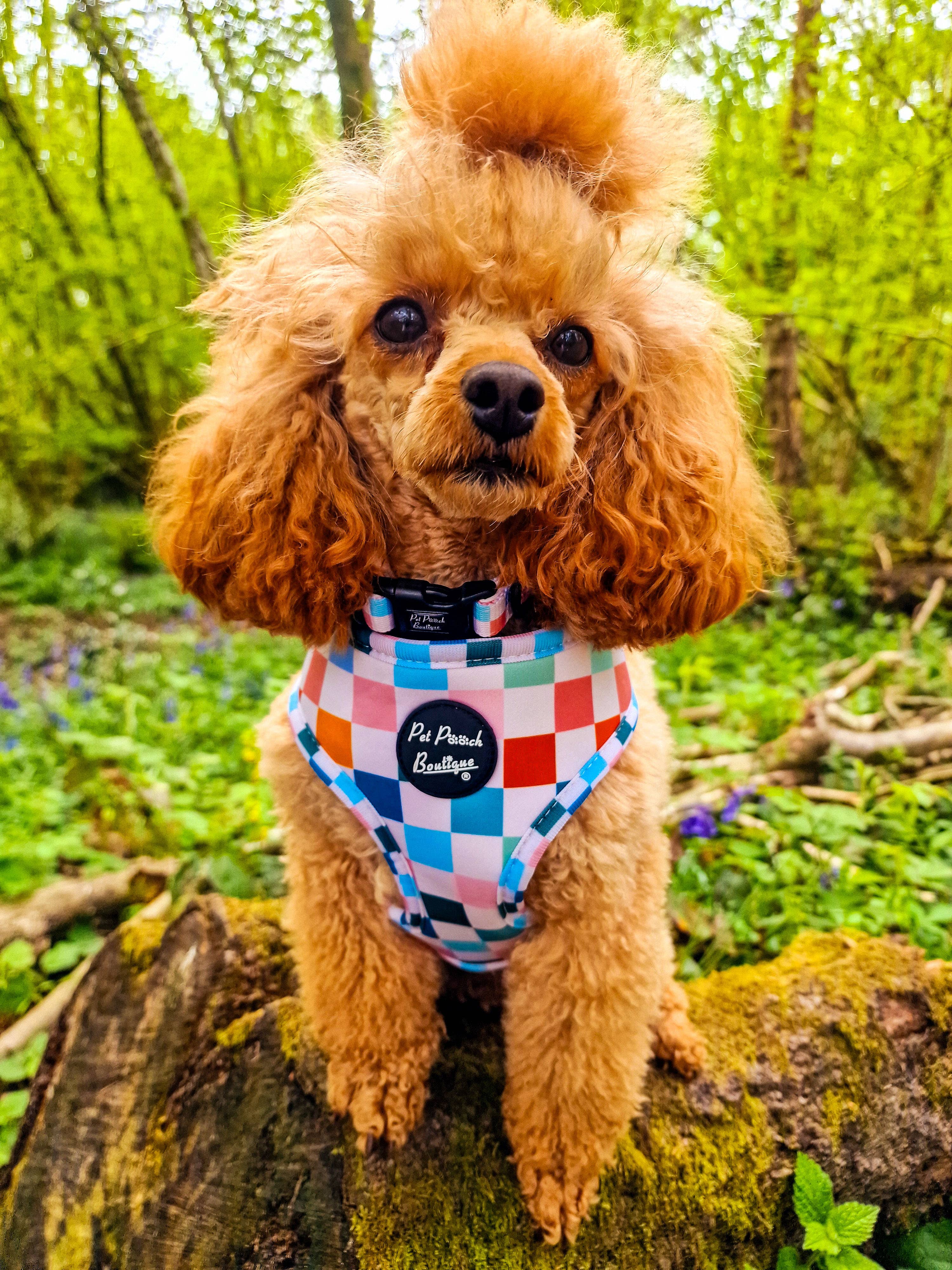 Chunky Check Puppy Dog Harness