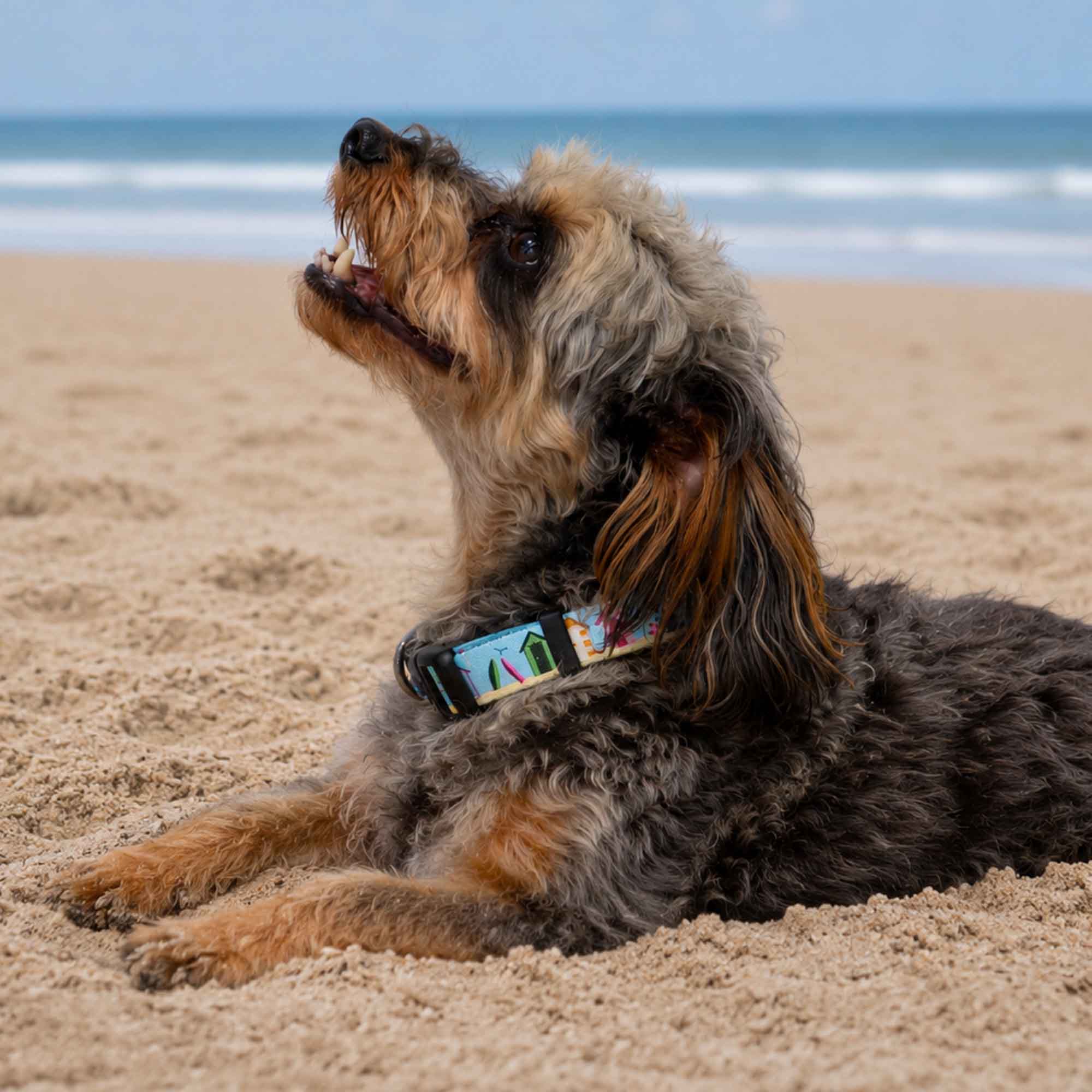 Soho Summer Beach Hut Pattern Dog Collar